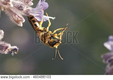 Closeup On A Male Mediterranean Great Banded Furrow Bee , Hanging Down On A Purple Russian Sage, Per
