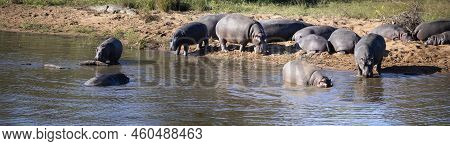 Panoramic View Of African Hippopotamus In A Lake Where They Live The Wildlife Of The African Savanna