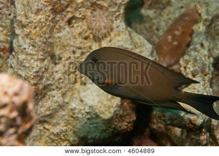 Vuorattu Bristlethooth