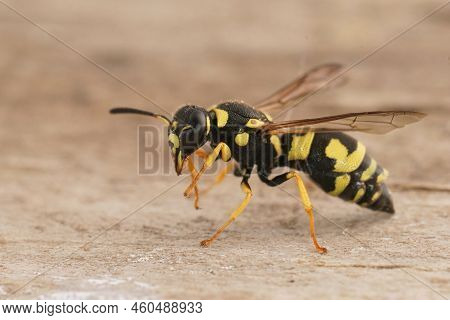 Detailed Closeup On A Black And Yellow Mediterranean Potterwasp , Parodontodynerus Ephippium, Sittin