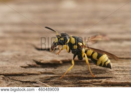 Detailed Closeup On A Black And Yellow Mediterranean Potterwasp , Parodontodynerus Ephippium, Sittin