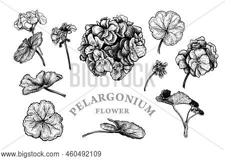 Set Of Hand Drawn Flowers And Leaves Of Pelargonium Or Geranium. Vector Illustration Of Medical Herb