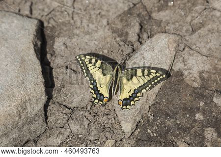 Papilio Machaon Gorganus, The Old World Swallowtail, Is A Yellow Butterfly Of The Family Papilionida