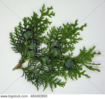 Fresh Beautiful Green Branch Cypress With Young Buds Isolated On White. Nice For Background. Сonifer