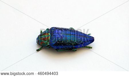 Iridescent Blue Jewel Beetle Polybothris Sumptuosa Gemma Isolated On White. Collection Beetles. Bupr