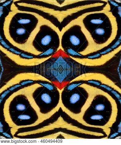 Colorful Butterfly Wings Callicore Background Texture, Beautiful Pattern. For Invitations, Notebook 