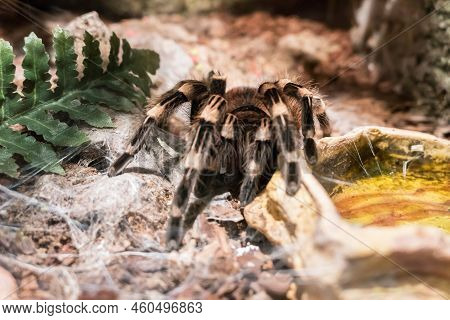 Burgundy Goliath Bird Eater (theraphosa Stirmi) Theraphosa Tarantula Are World Biggest Spider Specie