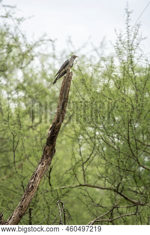 Eurasian Cuckoo Or Common Cuckoo Or Cuculus Canorus Perched In Natural Scenic Green Background In Ra