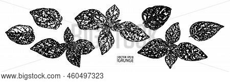 Hypoestes Grunge Leaves Set. Hypoestes Phyllostachya Plant Foliage. Tropical Flora. Exotic Leaf. Lea