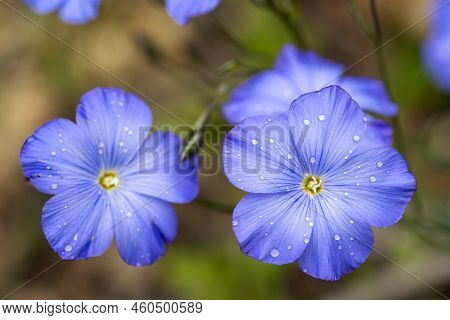 Close Up Of Blue Flax Flowers (linum Narbonense)