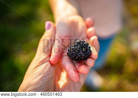 Blackberry Berry In Child Hand And Woman Hand In Raspberry Self-picking Plantation In Czech Republic