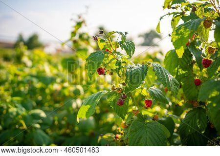 Branches Of Ripe Red Juicy Raspberry In Raspberry Self-picking Plantation In Czech Republic