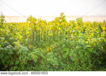 Branches Of Ripe Red Juicy Raspberry In Raspberry Self-picking Plantation In Czech Republic