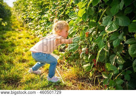 Little Girl Picking Blackberry In Raspberry Self-picking Plantation In Czech Republic