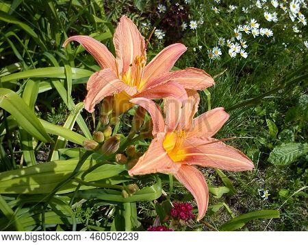 Hemerocallis Lilenik Is A Genus Of Plants Of The Lilaynikov Family Asphodelaceae. Beautiful Orange L