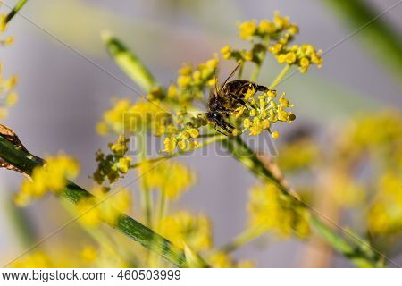 Gharb, Gozo / Malta - 12-july-2022 Bee On Yellow Flower