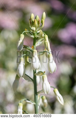 Summer Hyacinth (galtonia Candicans) Flowers