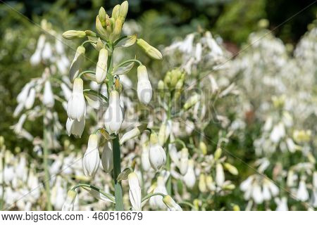 Summer Hyacinth (galtonia Candicans) Flowers