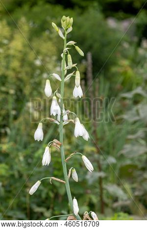 Summer Hyacinth (galtonia Candicans) Flowers