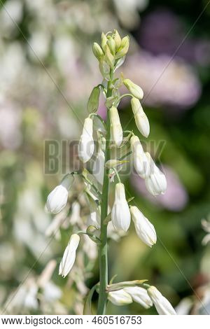 Summer Hyacinth (galtonia Candicans) Flowers