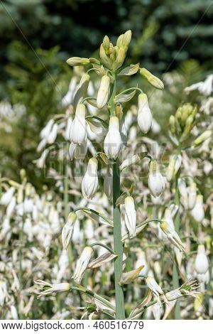 Summer Hyacinth (galtonia Candicans) Flowers