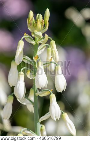 Summer Hyacinth (galtonia Candicans) Flowers