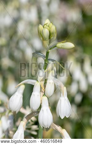 Summer Hyacinth (galtonia Candicans) Flowers