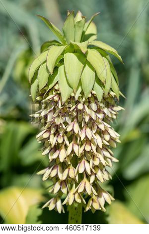 Pineapple Lily (eucomis) Flowers
