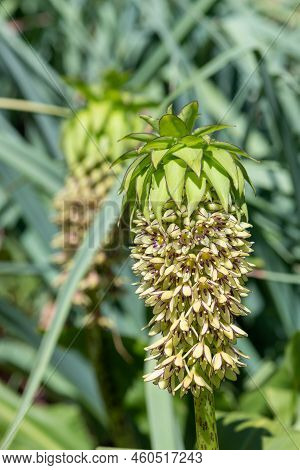 Pineapple Lily (eucomis) Flowers