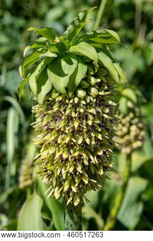 Pineapple Lily (eucomis) Flowers