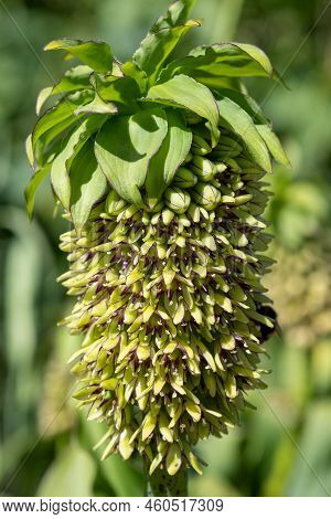 Pineapple Lily (eucomis) Flowers