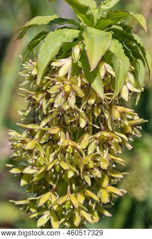 Pineapple Lily (eucomis) Flowers