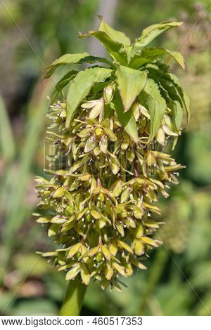 Pineapple Lily (eucomis) Flowers