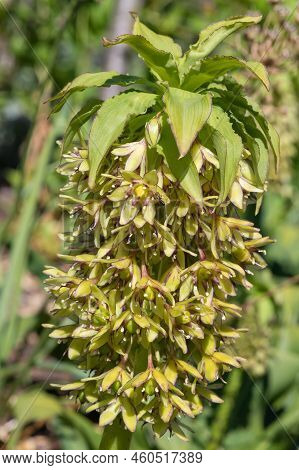 Pineapple Lily (eucomis) Flowers