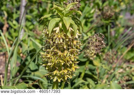 Pineapple Lily (eucomis) Flowers