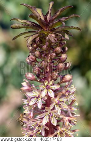Pineapple Lily (eucomis Comosa) Flowers