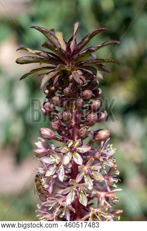 Pineapple Lily (eucomis Comosa) Flowers