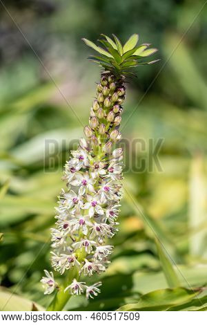 Pineapple Lily (eucomis) Flowers