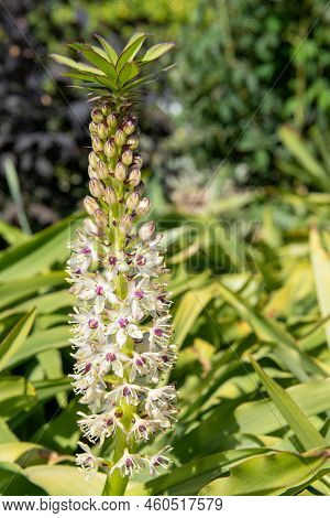 Pineapple Lily (eucomis) Flowers