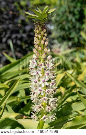 Pineapple Lily (eucomis) Flowers
