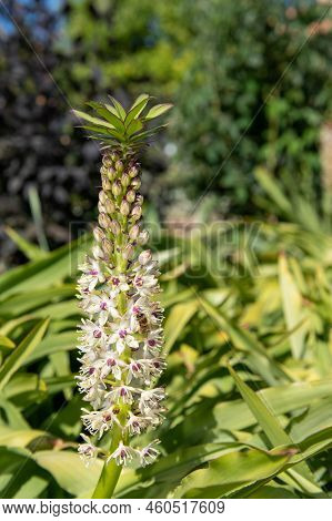 Pineapple Lily (eucomis) Flowers