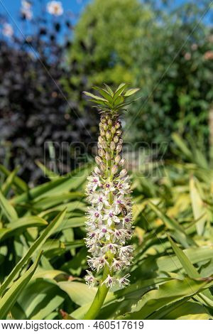 Pineapple Lily (eucomis) Flowers