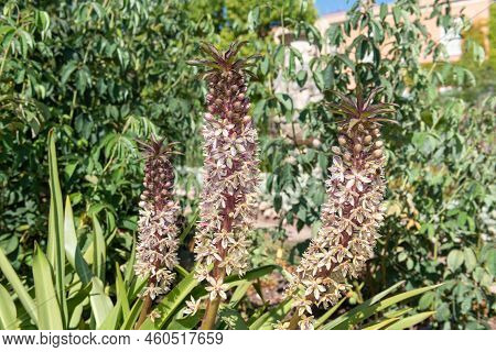 Pineapple Lily (eucomis Comosa) Flowers
