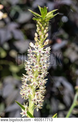 Pineapple Lily (eucomis) Flowers