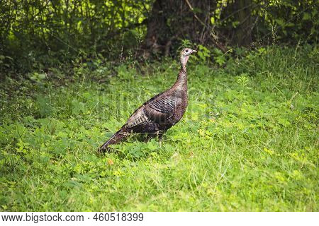 Wild Turkey Hen Foraging Through Grass For Food.