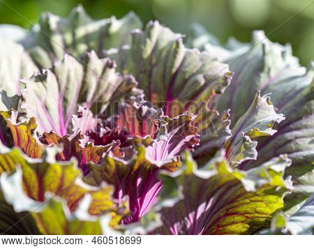 Close Up Of Endless Field With Green Leaves And Purple Veins Of Red Cabbage Plants.