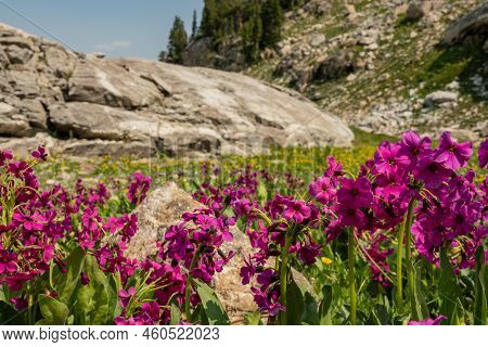 Parry's Primrose Wildflowers Blooming Near Avalanche Divide In Grand Tetons