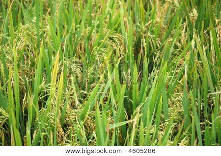 Arrozales