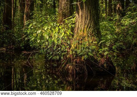 A Scenic Display In The Cypress Swamp Along The Kayaking Trail At Robertson Millpond Preserve, A Wak