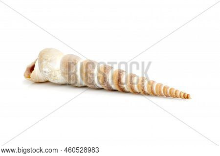 Image Of Pointed Cone Shell (terebridae) On A White Background. Undersea Animals. Sea Shells.